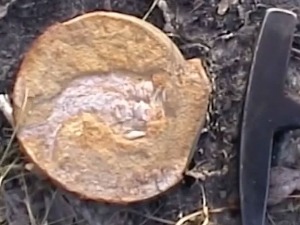 Најстарије срце икада откривено старо 380 милиона година