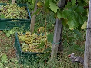 Берба грожђа у пуном јеку