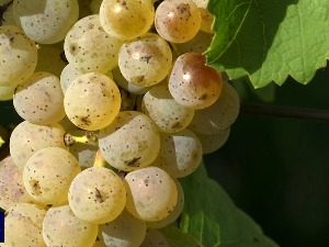 Како је тамјаника постала краљица винограда у Тржцу