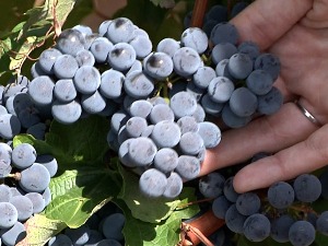 Наставља се традиција и обнављају засади прокупца у Топлици