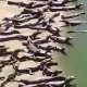 Крокодили „окупирали“ плажу у Бразилу, да ли најављују нешто