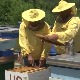 Добра година за пчеларе, обезбеђен шећер за прехрану