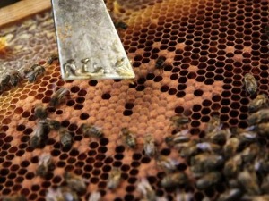 О меду и људима