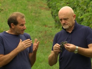  Грозд-114.емисија