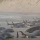 Skoro 200 kitova uginulo na obalama Australije, razlog nepoznat