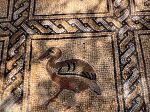 Није знао зашто му маслињак не напредује па открио задивљујући мозаик под воћњаком