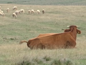 Како се горштаци са Пештерске висоравни припремају за зиму сличну сибирској