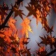 Јесењи музички маратон 202: Све што сте одувек хтели да знате о јесени