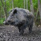 Novi Zeland, divlje svinje ubijaju sve pred sobom – šire strah i paniku