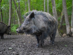 Нови Зеланд, дивље свиње убијају све пред собом – шире страх и панику