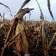 Зрењанин, град обрао зрели кукуруз