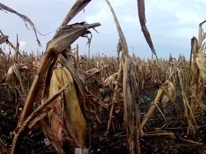 Зрењанин, град обрао зрели кукуруз