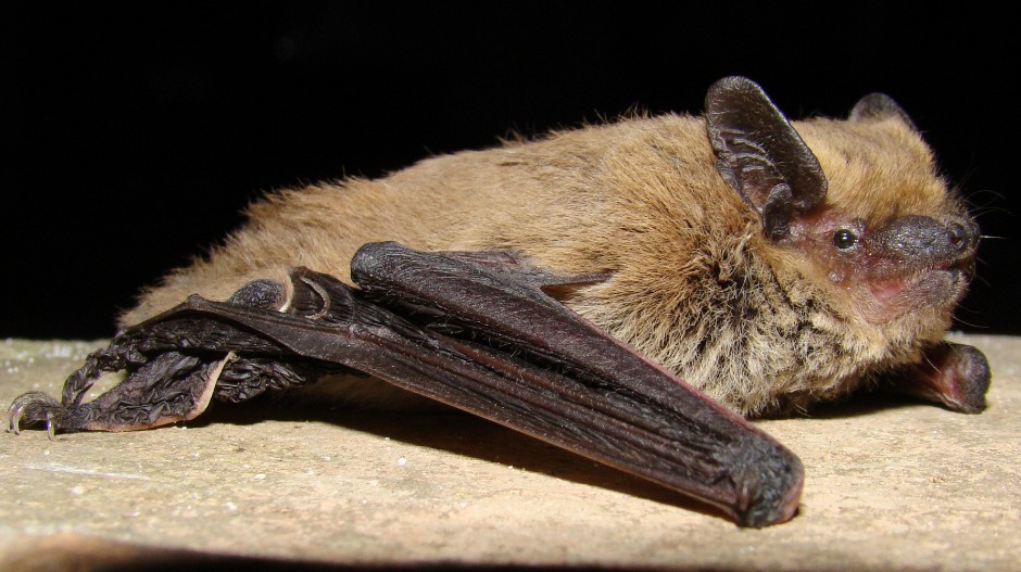 Razbijte predrasude o slepim miševima - noć posvećena letećim sisarima na Kalemegdanu