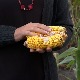 Suša desetkovala rod kukuruza, a sada učestale kiše donele i bolesti