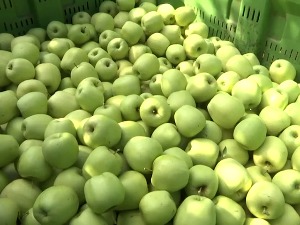 Јабуке родиле, шта оптерећује извоз