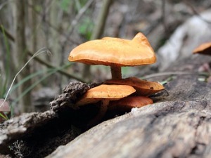 Број хоспитализованих због тровања гљивама са шабачке пијаце порастао на десет