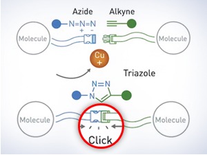 „Хемија кликова“ еколошки начин спајања молекула вредан Нобелове награде за хемију