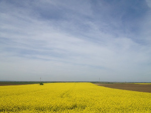 Фолдер Србија: Госпођа министарка 
