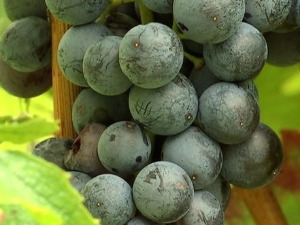 Грозд-117.емисија