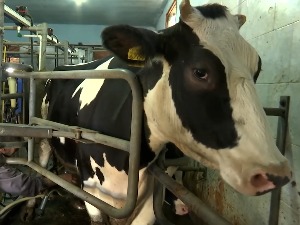 У Сланкамену 11 чланова породице Алексић заједнички и на њиви и у штали