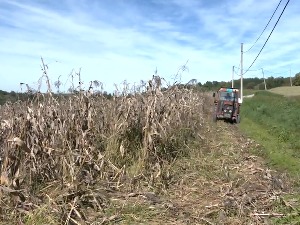 Кукуруз "осмак" – мањи принос, али цена и до шест пута виша на тржишту 