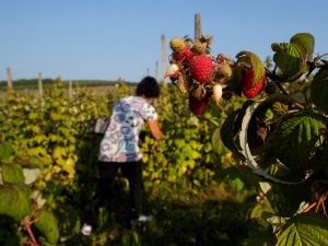 Михајловићева: Рад и положај жена са села није довољно видљив и вреднован