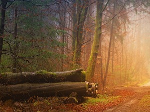 Криминал пружа пипке ка природи – мафија у злочину против животне средине