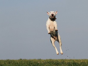 Како да знате у каквог „љубимца" расте ваше штене