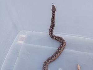 Поскок пронађен у центру Београда