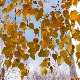 После свежег јутра, сунчан дан