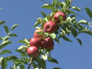 Поједемо само десет јабука месечно – колико су здраве објашњава професор Пољопривредног факултета