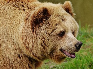 Очи у очи са медведом - има ли спаса и вреди ли правити се мртав