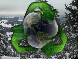 Еко перспективе: Бука