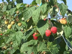 Узгој касних сорти малине у ваљевском крају све исплативији