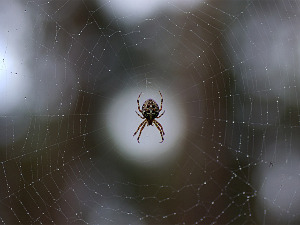 Да ли треба да убијамо пауке у свом дому? Ентомолог објашњава зашто не
