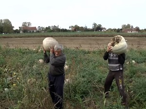 Произвођачи бундеве из Опова задовољни квалитетом, али не и количинама због сушне године 