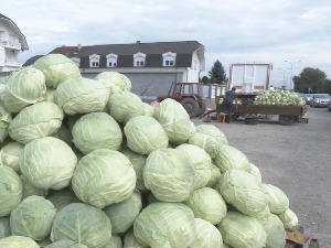 Ове године дупло мање футошког купуса – да ли је производња угрожена