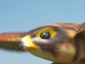 Соко-робот „брани“ авионе у ваздуху