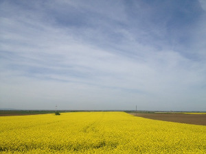 Фолдер Србија: Народне лирске песме