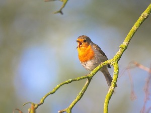 Како птице могу да утичу на лечење депресије