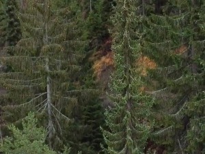 Сасвим природно-Ледена лепотица Панчићева оморика