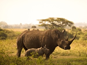 Да ли су рогови носорога краћи због обести ловаца