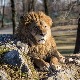 Паника у сиднејском зоолошком врту, пет лавова побегло из ограђеног простора