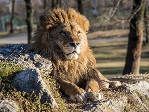 Паника у сиднејском зоолошком врту, пет лавова побегло из ограђеног простора