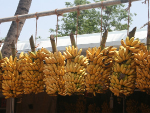 Ко су три мистериозна претка у геному данашњих банана, питају се научници