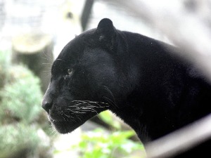 Опрез, ловци кажу да су видели црног пантера код Апатина