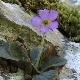 Natalijina ramonda, cvet feniks koji podseća na iskušenja i hrabrost vojnika u Velikom ratu