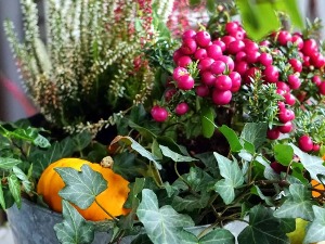 Како на јесен унети мало боје у башту