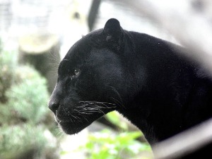 Упозорење општине Апатин: У току акција хватања црног пантера, виђен код Бање Јунаковић