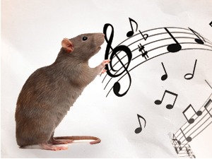 Зашто пацови не могу да одоле добром ритму